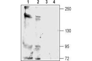 Western blot analysis of rat (lanes 1 and 3) and mouse (lanes 2 and 4) brain membranes: - 1,2. (KCNT2 Antikörper  (C-Term, Intracellular))