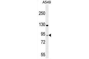 TAGAP Antibody (Center) western blot analysis in A549 cell line lysates (35µg/lane). (TAGAP Antikörper  (Middle Region))
