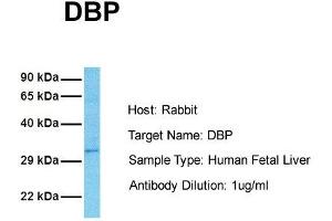 Western Blotting (WB) image for anti-D Site of Albumin Promoter (Albumin D-Box) Binding Protein (DBP) (Middle Region) antibody (ABIN2777367)