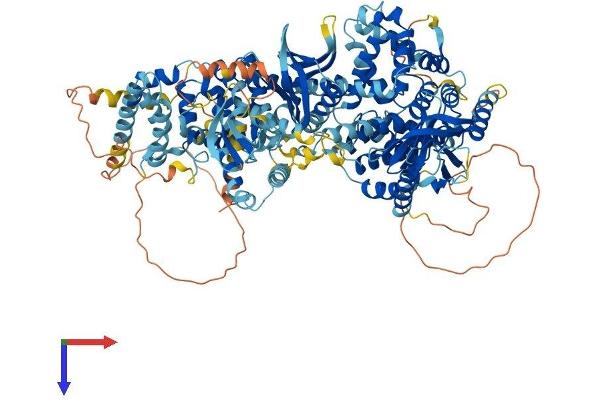 TBC1D8 Protein (AA 1-1140) (His tag)