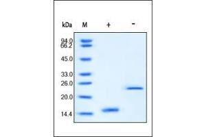 ACVA Protein (AA 311-426)