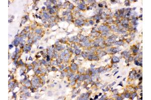 Immunohistochemistry (IHC) image for anti-Optic Atrophy 1 (Autosomal Dominant) (OPA1) (AA 919-955), (C-Term) antibody (ABIN3043457)