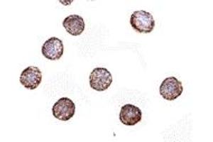 Immunohistochemistry (IHC) image for anti-Ribonuclease H2, Subunit A (RNASEH2A) (Middle Region) antibody (ABIN1031071) (RNASEH2A Antikörper  (Middle Region))