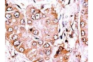 Immunohistochemistry (IHC) image for anti-Cytoplasmic Linker Associated Protein 2 (CLASP2) antibody (ABIN5023038) (CLASP2 Antikörper)
