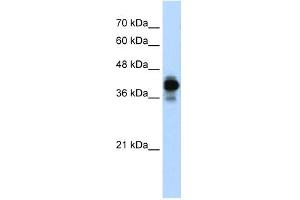 HNRPC antibody used at 0. (HNRNPC Antikörper)