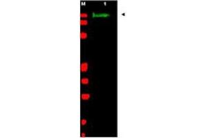 Image no. 1 for anti-Slit Homolog 2 (Drosophila) (SLIT2) (AA 484-500) antibody (ABIN199959)