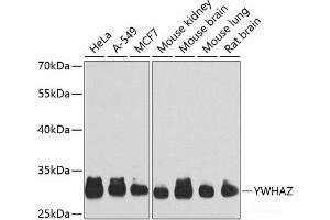 Western blot analysis of extracts of various cell lines using YWHAZ Polyclonal Antibody at dilution of 1:1000. (14-3-3 zeta Antikörper)