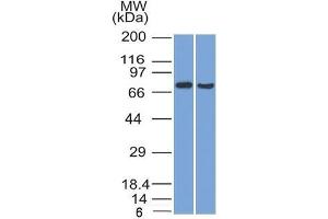 Western Blot (1) HeLa and (2) HepG2 cell lysate using TCF4 Mouse Monoclonal Antibody (TCF4/1705). (TCF4 Antikörper  (AA 365-671))
