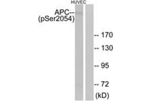 Western blot analysis of extracts from HuvEc cells treated with PMA 125ng/ml 30', using APC (Phospho-Ser2054) Antibody. (APC Antikörper  (pSer2054))