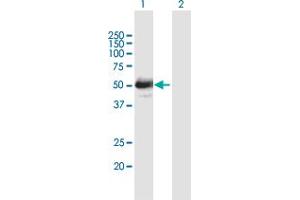 Western Blot analysis of LHX4 expression in transfected 293T cell line by LHX4 MaxPab polyclonal antibody.
