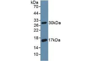 Western blot analysis of recombinant Rat DAF. (CD55 Antikörper  (AA 254-372))