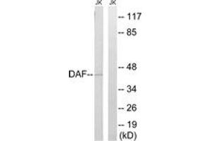 Western blot analysis of extracts from Jurkat cells, using CD55 Antibody. (CD55 Antikörper  (AA 101-150))