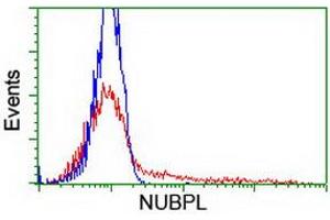 HEK293T cells transfected with either RC204385 overexpress plasmid (Red) or empty vector control plasmid (Blue) were immunostained by anti-NUBPL antibody (ABIN2455156), and then analyzed by flow cytometry. (NUBPL Antikörper  (AA 1-250))