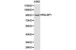 Western Blotting (WB) image for anti-RalA Binding Protein 1 (RALBP1) antibody (ABIN1874541) (RALBP1 Antikörper)