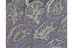 Immunohistochemistry (IHC) image for anti-Relaxin 3 (RLN3) (Chain B) antibody (ABIN2872412)