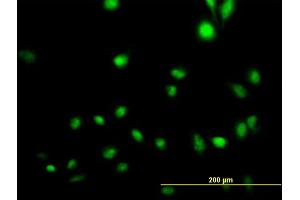 Immunofluorescence of purified MaxPab antibody to CREB5 on HeLa cell. (CREB5 Antikörper  (AA 1-508))