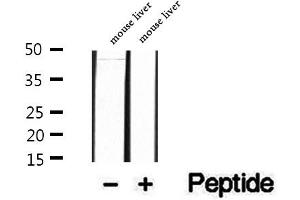 Western blot analysis of extracts of mouse liver tissue, using PAFAH2 antibody. (PAFAH2 Antikörper  (Internal Region))