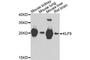 Western blot analysis of extracts of various cell lines, using KLF9 antibody (ABIN5974329) at 1/1000 dilution. (KLF9 Antikörper)