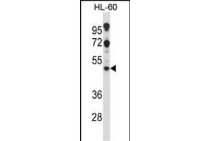 HTR2C Antibody (Center) (ABIN657817 and ABIN2846784) western blot analysis in HL-60 cell line lysates (35 μg/lane). (HTR2C Antikörper  (AA 253-282))