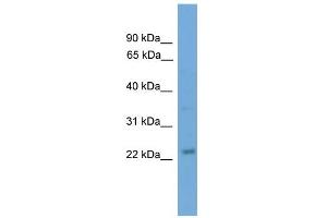 WB Suggested Anti-BBC3 Antibody Titration: 0. (PUMA Antikörper  (N-Term))