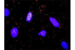 Proximity Ligation Analysis of protein-protein interactions between KITLG and FLT3LG. (KIT Ligand Antikörper  (AA 1-245))