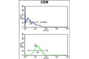 BAT4 Antibody (C-term) (ABIN652667 and ABIN2842448) flow cytometry analysis of CEM cells (bottom histogram) compared to a negative control cell (top histogram).