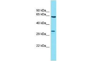 Host: Rabbit Target Name: BTBD19 Sample Type: 721_B Whole Cell lysates Antibody Dilution: 1. (BTBD19 Antikörper  (C-Term))