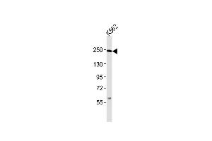 Anti-Smarca4 Antibody (C-term)at 1:2000 dilution + K562 whole cell lysates Lysates/proteins at 20 μg per lane. (SMARCA4 Antikörper  (C-Term))