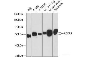 Western blot analysis of extracts of various cell lines using ACKR3 Polyclonal Antibody at dilution of 1:3000. (CXCR7 Antikörper)