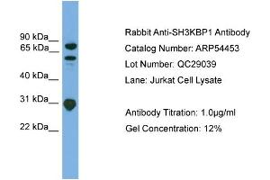 WB Suggested Anti-SH3KBP1  Antibody Titration: 0. (SH3KBP1 Antikörper  (N-Term))