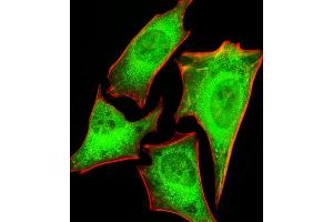 Fluorescent image of Hela cells stained with PRS4 Antibody (C-term) (ABIN1881692 and ABIN2843376). (PSMC1 Antikörper  (C-Term))
