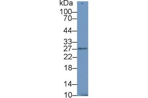 Western Blot; Sample: Mouse Testis lysate; Primary Ab: 1µg/ml Rabbit Anti-Human SDF4 Antibody Second Ab: 0. (SDF4 Antikörper  (AA 154-362))