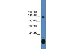 WB Suggested Anti-C10orf12 Antibody Titration: 0.