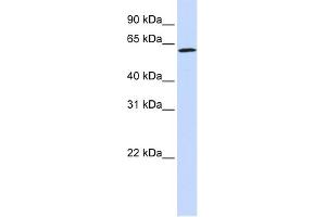 WB Suggested Anti-ENOX1 Antibody Titration:  0. (ENOX1 Antikörper  (Middle Region))