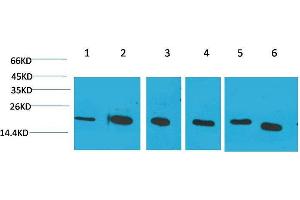 Western Blot (WB) analysis of 1) HeLa, 2)Jurkat, 3)293T, 4)Rat Liver Tissue, 5) 3T3, 6) HepG2 with Cyclophilin B Mouse Monoclonal Antibody diluted at 1:2000. (PPIB Antikörper)