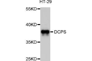 Western blot analysis of extracts of HT-29 cells, using DCPS antibody (ABIN5997562) at 1/1000 dilution. (DCPS Antikörper)
