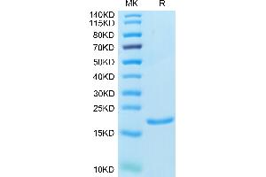 IL1A Protein (AA 113-271)