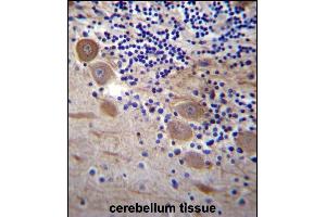 SSR2 Antibody (C-term) (ABIN657094 and ABIN2846252) immunohistochemistry analysis in formalin fixed and paraffin embedded human cerebellum tissue followed by peroxidase conjugation of the secondary antibody and DAB staining.