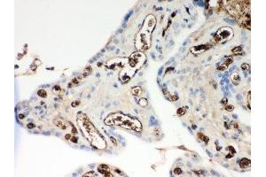 IHC-P: ApoE antibody testing of human placenta tissue (APOE Antikörper  (AA 19-317))