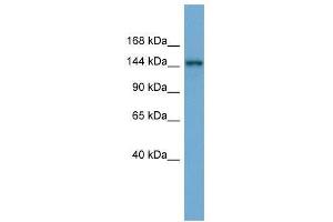 TEX14 antibody used at 0. (TEX14 Antikörper  (Middle Region))