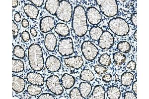 IHC analysis of Hsp40/DNAJB1 using anti-Hsp40/DNAJB1 antibody (ABIN7602895). (DNAJB1 Antikörper  (C-Term))