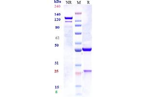 Anti-IL-33 Reference Antibody (tozorakimab) on SDS-PAGE under reducing (R) condition. (Rekombinanter IL33 (Tozorakimab Biosimilar) Antikörper)