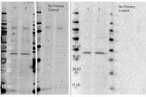Image no. 1 for Goat anti-Rabbit IgG (Whole Molecule) antibody (HRP) (ABIN300844)