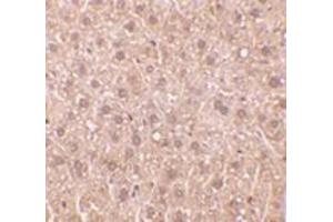 Immunohistochemistry of DEDAF in mouse liver tissue with DEDAF antibody at 10 μg/ml. (RYBP Antikörper)