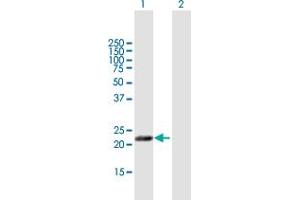 Western Blot analysis of MFAP5 expression in transfected 293T cell line by MFAP5 MaxPab polyclonal antibody. (MFAP5 Antikörper  (AA 1-173))