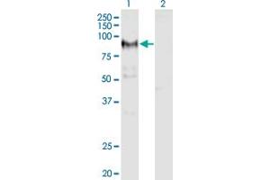 Western Blot analysis of ADAM12 expression in transfected 293T cell line by ADAM12 monoclonal antibody (M01), clone 1G3.