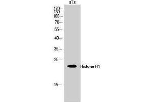 Western Blotting (WB) image for anti-Histone H1 (Lys1535) antibody (ABIN3185019)