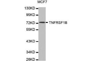 Western blot analysis of extracts of MCF7 cell line, using TNFRSF1B antibody. (TNFRSF1B Antikörper  (AA 30-250))