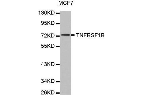 TNFRSF1B Antikörper  (AA 30-250)