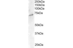 ABIN184678 staining (2µg/ml) of Human Brain lysate (RIPA buffer, 35µg total protein per lane). (ELMO3 Antikörper  (C-Term))
